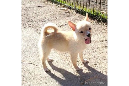 成約済の茨城県のミックス犬-265214の4枚目