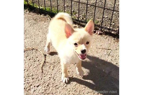 成約済の茨城県のミックス犬-265214の3枚目