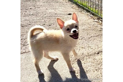 成約済の茨城県のミックス犬-265214