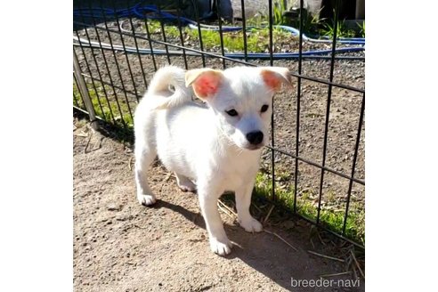 成約済の茨城県のミックス犬-265218の7枚目