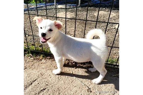 成約済の茨城県のミックス犬-265218の6枚目