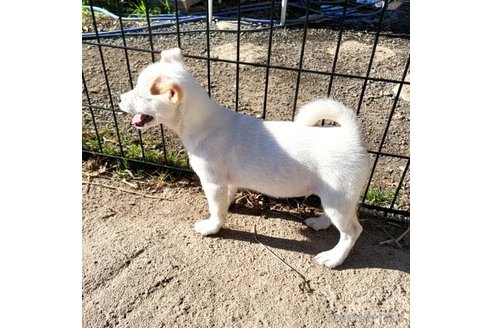 成約済の茨城県のミックス犬-265218の9枚目