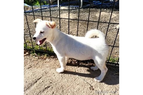 成約済の茨城県のミックス犬-265218の8枚目