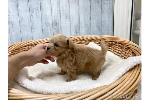 成約済の愛知県のマルプー:マルチーズ×トイプードル-278101の5枚目