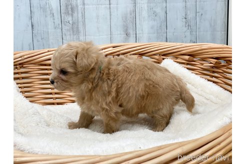 成約済の愛知県のマルプー:マルチーズ×トイプードル-278101の3枚目