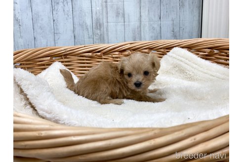 成約済の愛知県のマルプー:マルチーズ×トイプードル-278101の2枚目