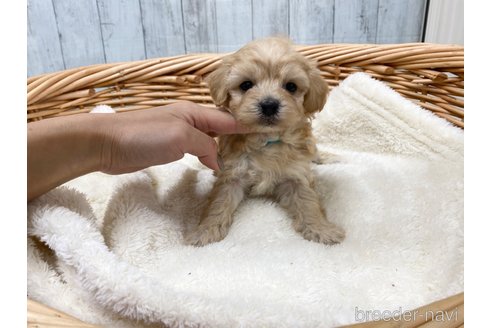 成約済の愛知県のマルプー:マルチーズ×トイプードル-278102の3枚目