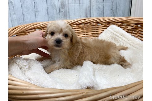 成約済の愛知県のマルプー:マルチーズ×トイプードル-278104の4枚目