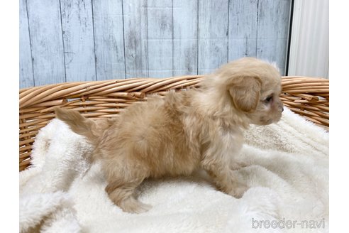 成約済の愛知県のマルプー:マルチーズ×トイプードル-278104の3枚目