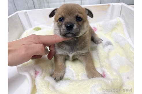 成約済の愛知県のミックス犬-279049の3枚目