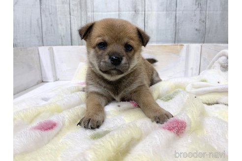 成約済の愛知県のミックス犬-279049の4枚目