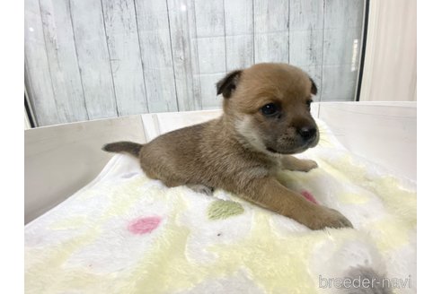成約済の愛知県のミックス犬-279049の5枚目