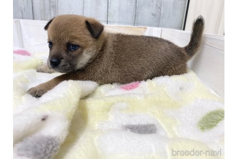 成約済の愛知県のミックス犬-279049の6枚目