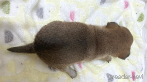 成約済の愛知県のミックス犬-279049の2枚目