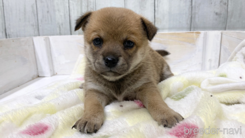 成約済の愛知県のミックス犬-279049の1枚目