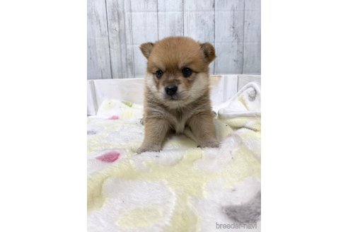 成約済の愛知県のミックス犬-279048の7枚目