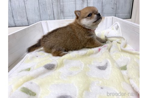 成約済の愛知県のミックス犬-279048の3枚目