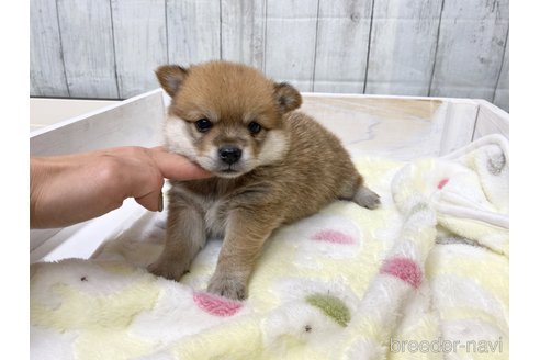 成約済の愛知県のミックス犬-279048の2枚目
