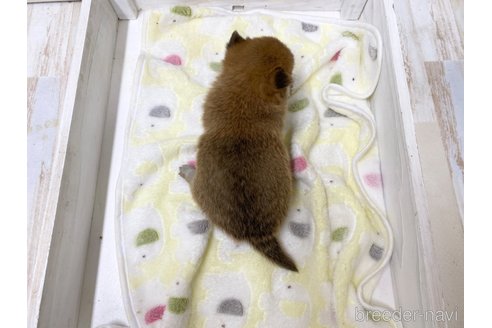 成約済の愛知県のミックス犬-279048の5枚目