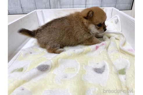成約済の愛知県のミックス犬-279048の6枚目