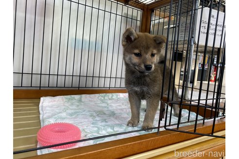 成約済の岡山県の柴犬-275176の4枚目