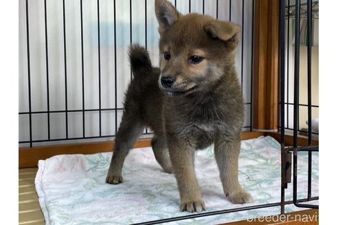 成約済の岡山県の柴犬-275176の3枚目