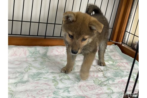 成約済の岡山県の柴犬-275176の2枚目