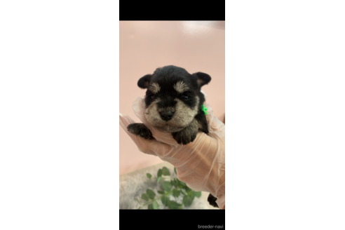 成約済の滋賀県のミニチュアシュナウザー-279090の3枚目