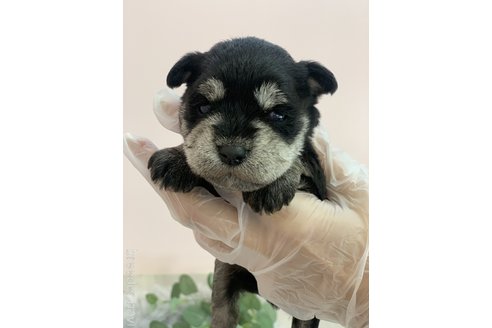 成約済の滋賀県のミニチュアシュナウザー-279090の2枚目