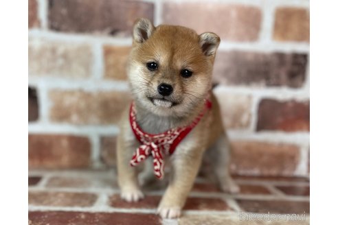 成約済の福岡県の豆柴-276104の2枚目