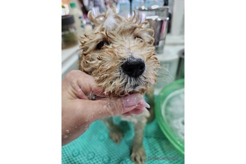 成約済の長野県のスタンダードプードル-273483の5枚目