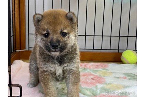 成約済の岡山県の豆柴-279766の3枚目