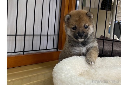 成約済の岡山県の豆柴-279766の4枚目