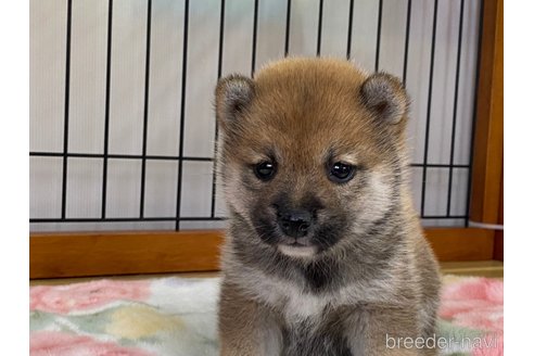 成約済の岡山県の豆柴-279766の1枚目