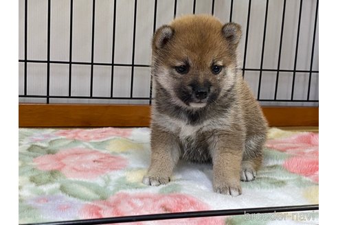 成約済の岡山県の豆柴-279766の5枚目