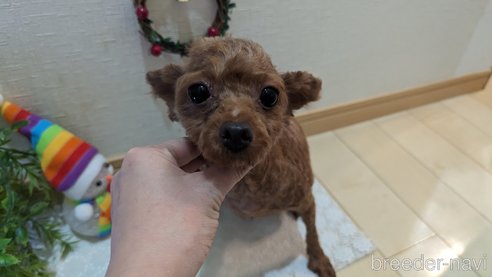 成約済の広島県のタイニープードル-279767の23枚目