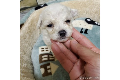 成約済の広島県のビションフリーゼ-279788の1枚目