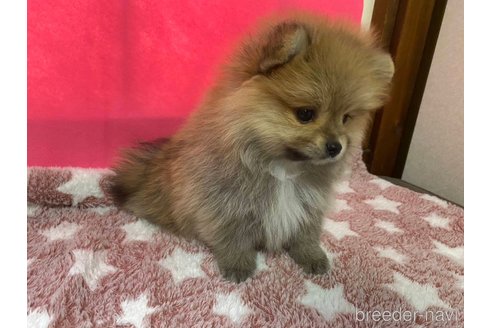 成約済の神奈川県のポメラニアン-273521の10枚目