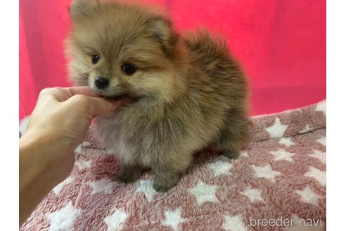 成約済の神奈川県のポメラニアン-273521の8枚目