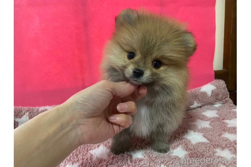 成約済の神奈川県のポメラニアン-273521の4枚目