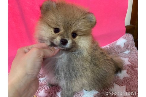 成約済の神奈川県のポメラニアン-273521の7枚目