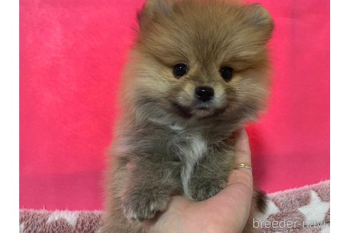 成約済の神奈川県のポメラニアン-273521の3枚目