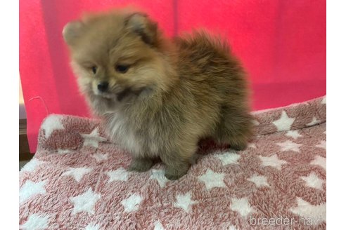 成約済の神奈川県のポメラニアン-273521の5枚目