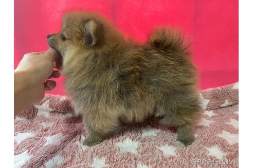 成約済の神奈川県のポメラニアン-273521の2枚目