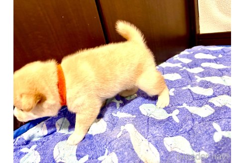 成約済の愛知県の柴犬-279800の5枚目