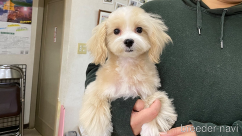 成約済の長野県のマルプー:マルチーズ×トイプードル-273438の1枚目