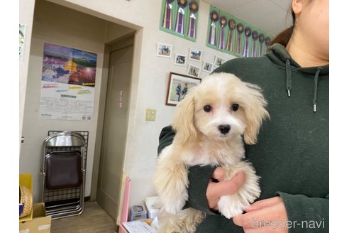 成約済の長野県のマルプー:マルチーズ×トイプードル-273438の3枚目