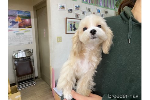 成約済の長野県のマルプー:マルチーズ×トイプードル-273438の4枚目