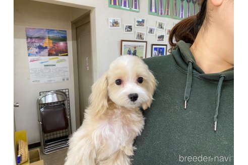 成約済の長野県のマルプー:マルチーズ×トイプードル-273438の2枚目