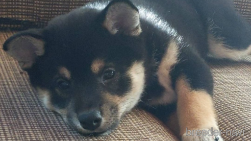 成約済の北海道の柴犬-277146の1枚目